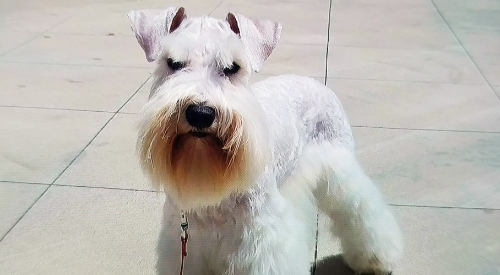 White Toy Schnauzer