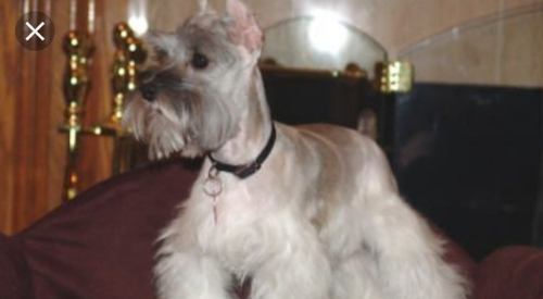 Black & Silver Teacup Schnauzer