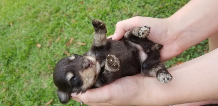 Schnauzer Puppy