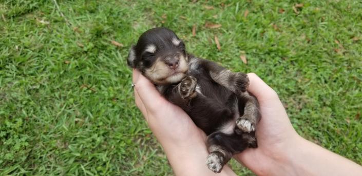 Schnauzer Puppy