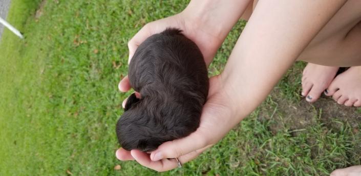 Schnauzer Puppy