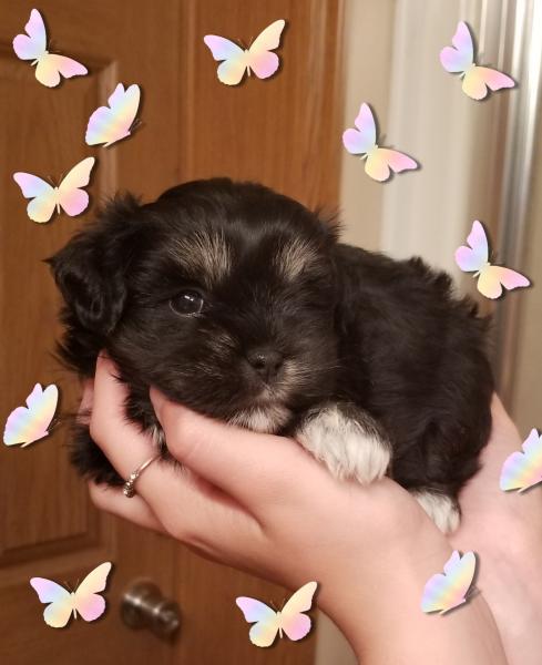 Schnauzer puppy