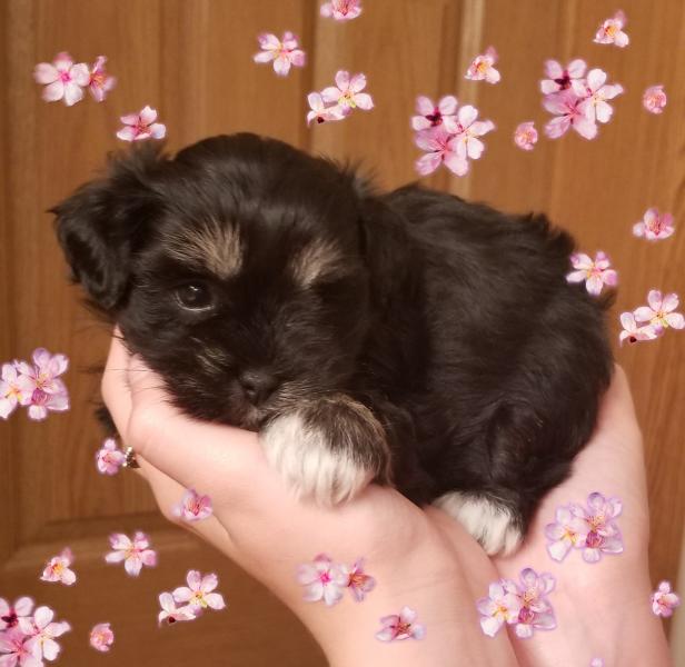 Schnauzer Puppy