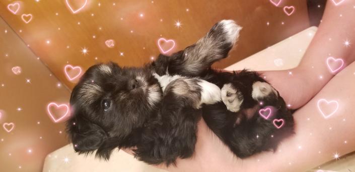 Schnauzer puppy