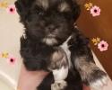 Schnauzer puppy