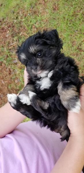 Schnauzer Puppy