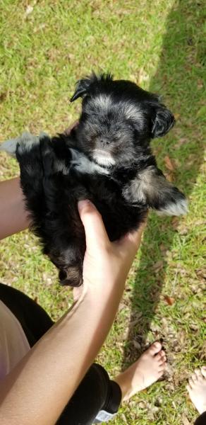 Schnauzer puppy