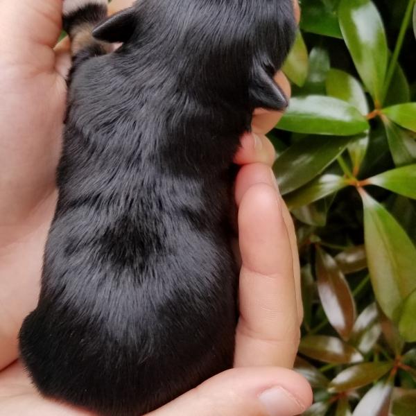 Newborn schnauzer