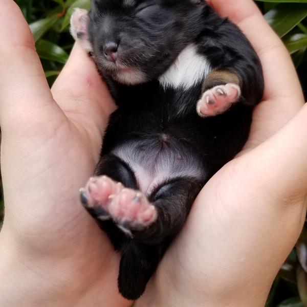 Newborn Schnauzer Puppy