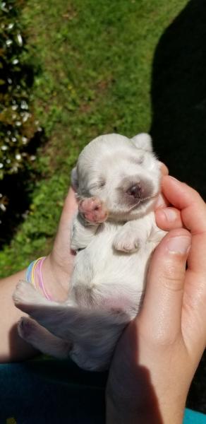 Schnauzer Puppy