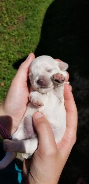 Schnauzer Puppy