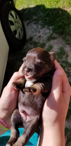 Schnauzer Puppy