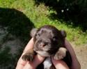 Schnauzer Puppy