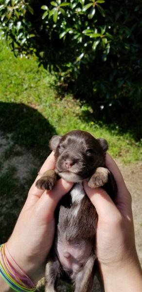 Schnauzer Puppy