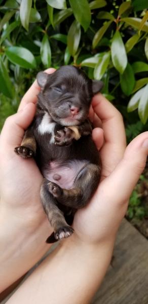 Schnauzer puppy