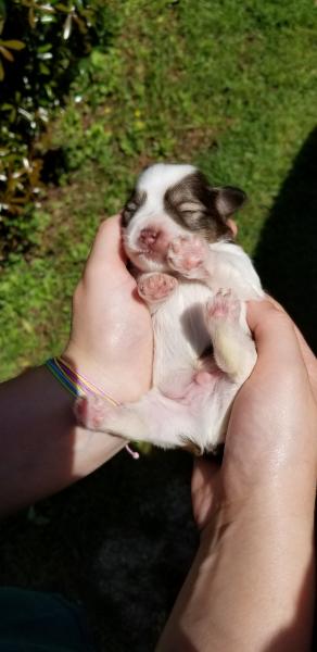 Schnauzer Puppy