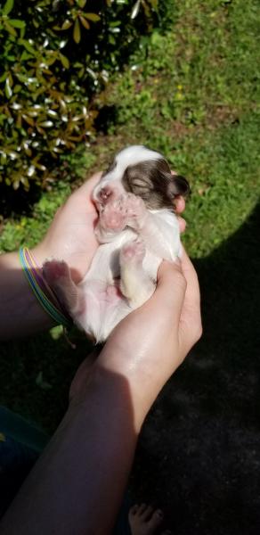 Schnauzer Puppy