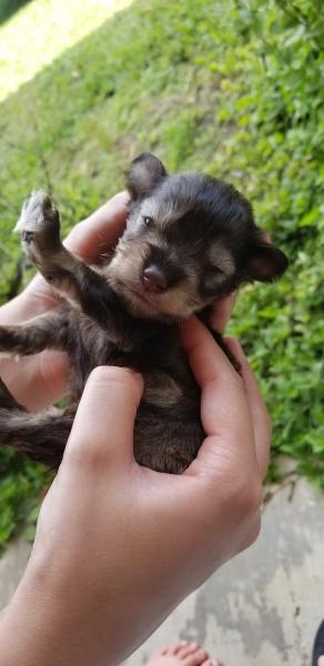 Schnauzer Puppy