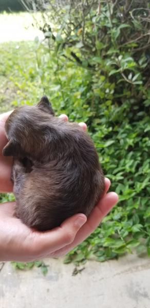 Schnauzer Puppy