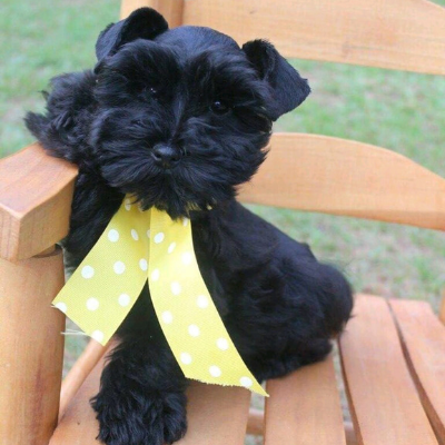 Black Schnauzer puppy in yellow bow