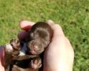 Newborn Schnauzer puppy