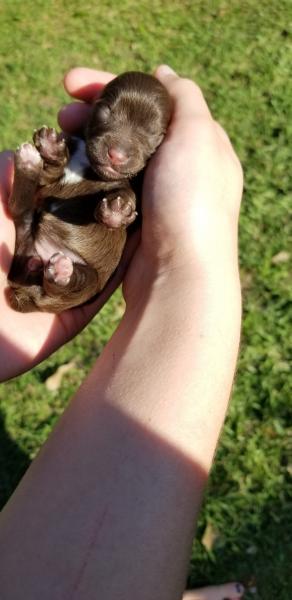 Newborn Schnauzer puppy