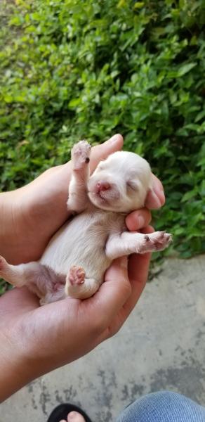 Schnauzer Puppy