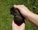 Female newborn schnauzer