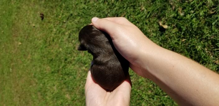 Female newborn schnauzer