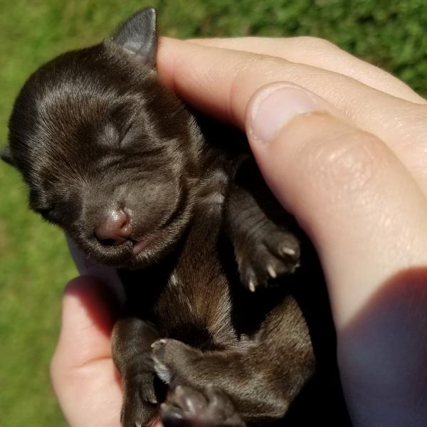 Liver Schnauzer