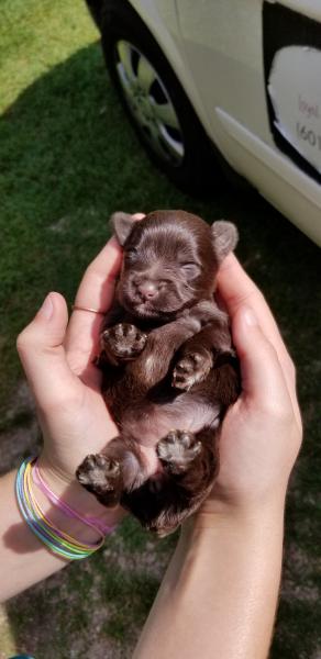 Schnauzer Puppy