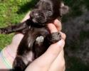 Week old schnauzer