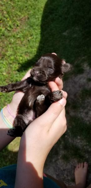 Week old schnauzer