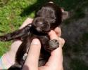 One week schnauzer puppy