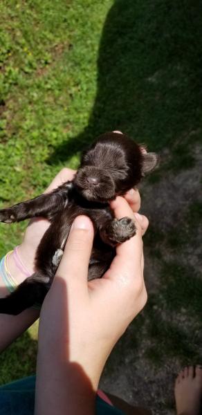 One week schnauzer puppy