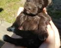 Female Schnauzer Puppy