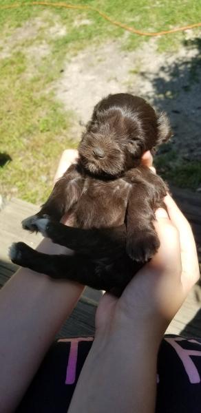 Female Schnauzer Puppy