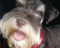 Photo of Reese a gorgeous liver tan phantom schnauzer with one and a partial blue eyes, mega coat, 9 lbs.