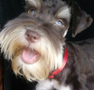 Photo of Reese a gorgeous liver tan phantom schnauzer with one and a partial blue eyes, mega coat, 9 lbs.
