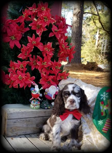 Male tweed merle cocker spaniel