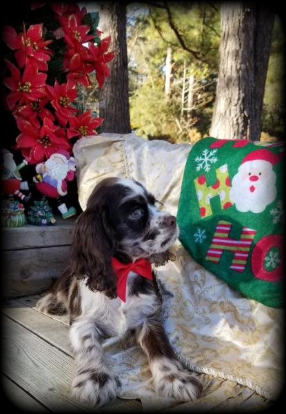 Tweed Merle Cocker Spaniel puppy