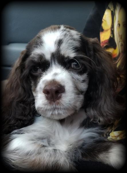 Male tweed merle cocker spaniel 