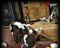 Male Tweed Merle Cocker Spaniel Puppy