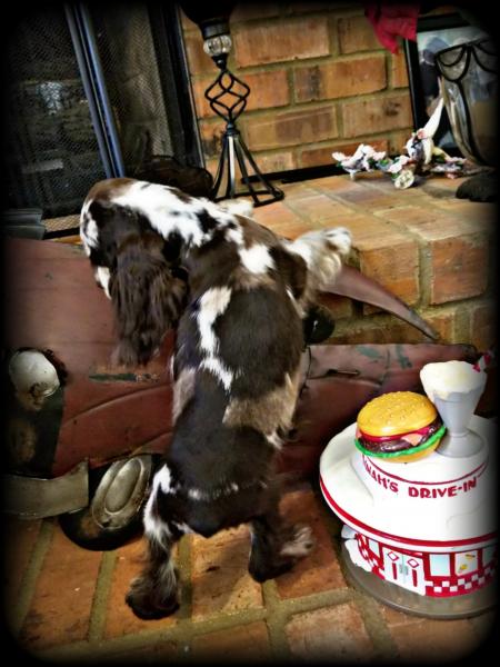 Male Tweed Merle Cocker Spaniel Puppy