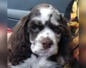 Male, Tweed Merle cocker spaniel