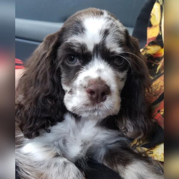 Male, Tweed Merle cocker spaniel