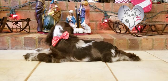 Male, tweed merle, cocker spaniel puppy