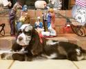 Tweed Merle Cocker Spaniel Puppy