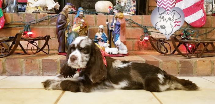 Tweed Merle Cocker Spaniel Puppy