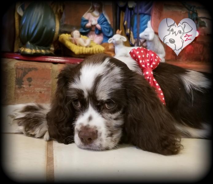 17 Week Cocker Spaniel Puppy